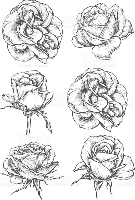 Blooming rose sketches of luxurious flower and tight bud with thorny ...