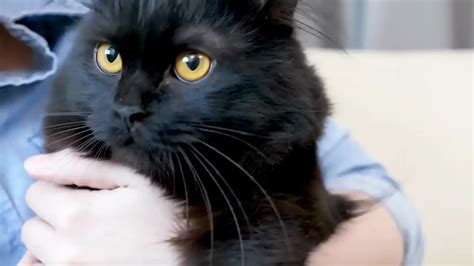 Discover The Top Most Affectionate Cat Breeds That Will Melt Your Heart