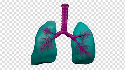 Animation Lung Trachea Breathing Creative Lungs Cartoon Shoe Png | The Best Porn Website