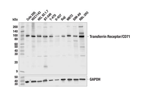 Transferrin Receptor Cd H Mouse Mab Cell Signaling Technology