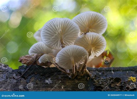 Closeup Of Porcelain Fungus Oudemansiella Mucida On A Wood In A