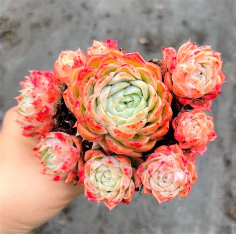 Pack Of 10 Plants X Echeveria Elegans X Violet Queen Let Love Grow