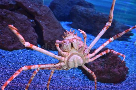 Caranguejo De Aranha Japon S Imagem De Stock Imagem De Fauna Aranha