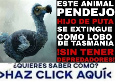 Top Memes De Dodo En Español Memedroid