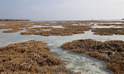 More than 60% of Maldives' coral reefs hit by bleaching | The ...