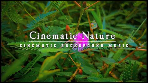 Cinematic Alam Sawah Cinematic Background Music No Copy Right Alam