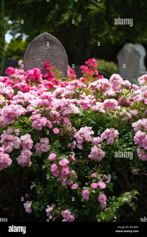 Rose Bushes Growing Amongst The Old Gravestones A Cemetery In