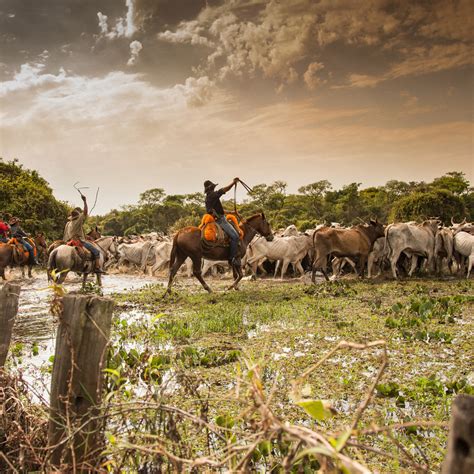 A Riqueza E Curiosidades Do Pantanal Sul Mato Grossense