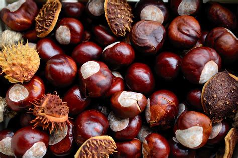 how to cook chestnuts in the microwave