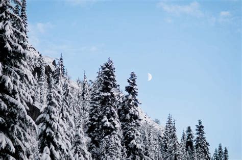 无人横图室外白天仰视旅游度假美景森林山山脉树林雪植物大雪华盛顿美国阴影光线影子积雪景观山峰雪景