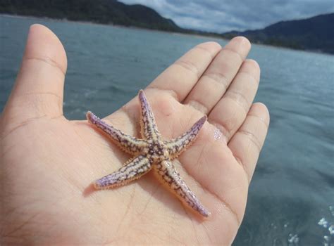 Gambar Bintang Laut Dan Keterangan Karna Gambar