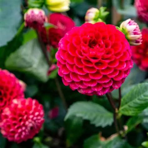 types  dahlias explore  enchanting varieties
