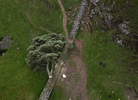 Sycamore Gap News Destruction Of Iconic Tree Triggers Outrage As