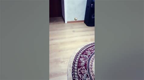 террорист вин - YouTube