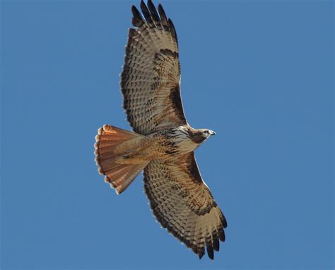 Free Images Nature Wing Flying Profile Wildlife Portrait Kite