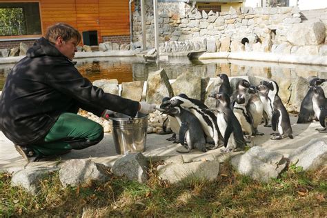 Possierliche Frackträger zurück im Zoo Landkreis Bautzen WochenKurier