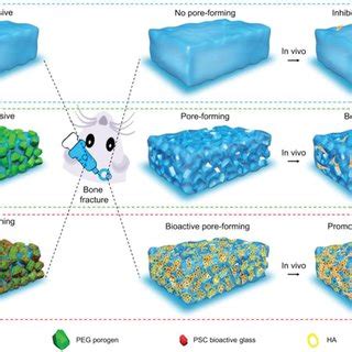 Bonefracture Healing With Bioactive Poreforming Adhesives In Vivo A