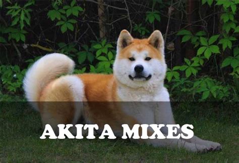 Akita Mixes Akita Mix Breeds With Pictures All Dogs World