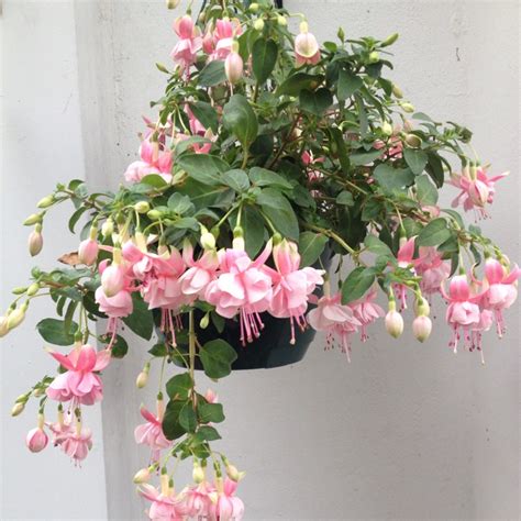 Fuchsia 'Pink Marshmallow', Fuchsia 'Pink Marshmallow' - uploaded by ...