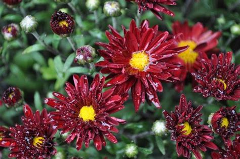 Mums Sale Red Mum Bedford Nh Garden Club