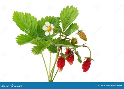 Wild strawberries stock photo. Image of bush, blooming - 3106760