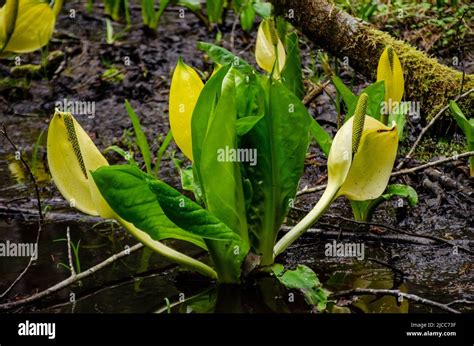 Western Skunk Cabbage Lysichiton Americanus In A Red Alder Grove