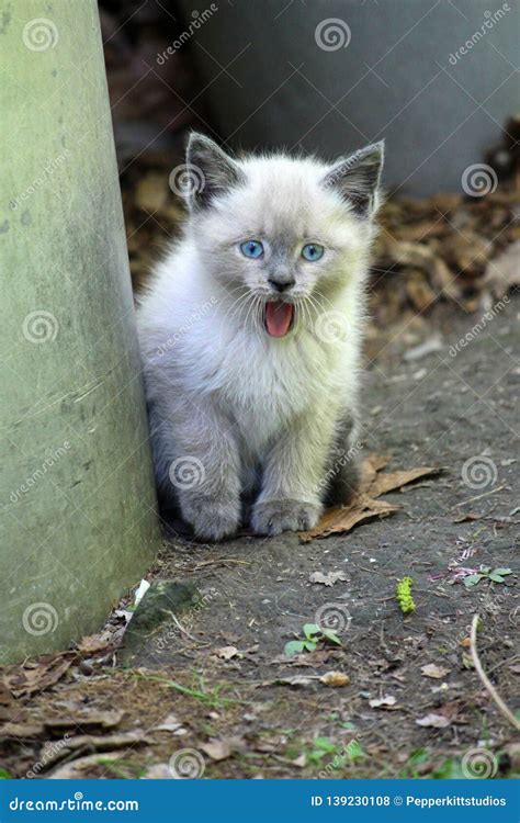 Blue Point Siamese Kittens