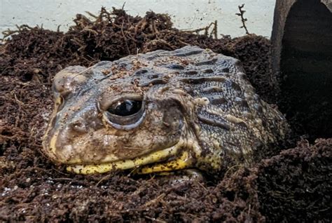 African Bullfrog – Utica Zoo