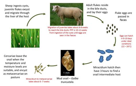 Farm Health Online Animal Health And Welfare Knowledge Hub Liver