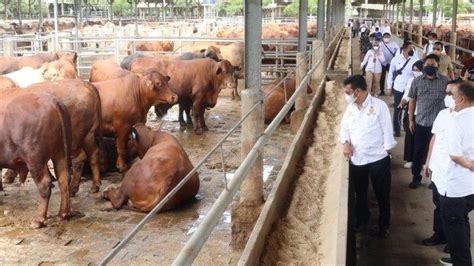 Kunjungi Peternakan Sapi Di Tangerang Mentan Syl Pastikan Stok Sapi