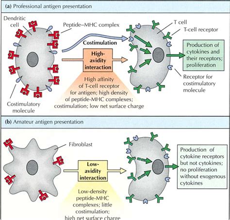 Antigen Presenting Cells