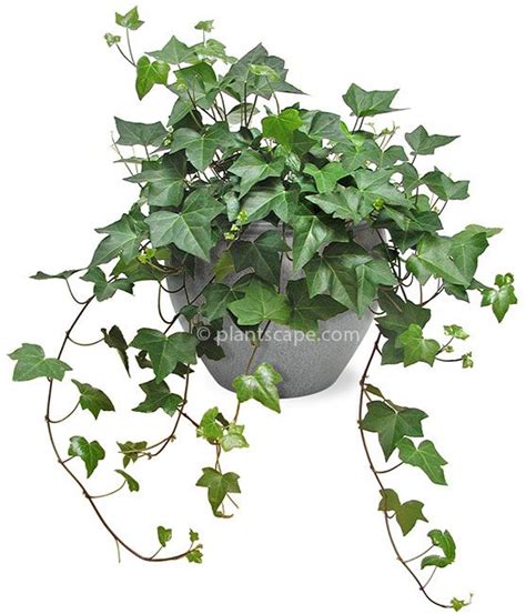 Algerian Ivy Moist But Well Drained Indoor Plant Pots Hanging