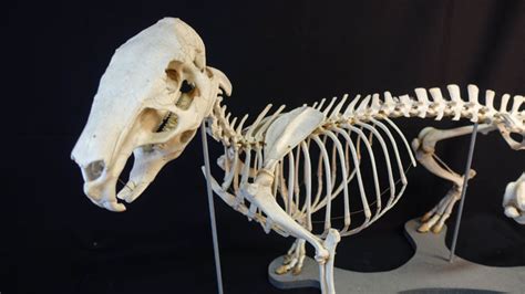 South American Capybara Full Articulated Skeleton Hydrochoerus