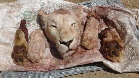 Petition · Stop the poaching of lions. - United States · Change.org