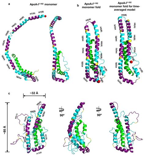 Derivation Of An All Atom Model Of Full Length Lipid Free Monomeric