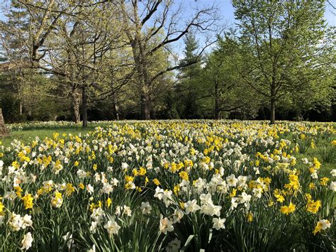 Oak Spring Garden Foundation From Wild Origins To Oak Spring An Immersive Course In Garden Bulbs