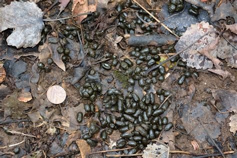 Roe Deer Droppings Roe Deer Droppings Black And Shiny Whe Flickr