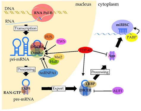 Figure From Dysregulation Of RNA Binding Protein 57 OFF