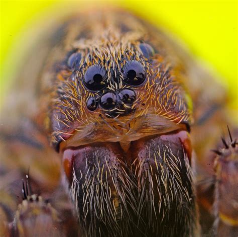 Jjs Photographic Nature Blog A Seven Eyed Spider