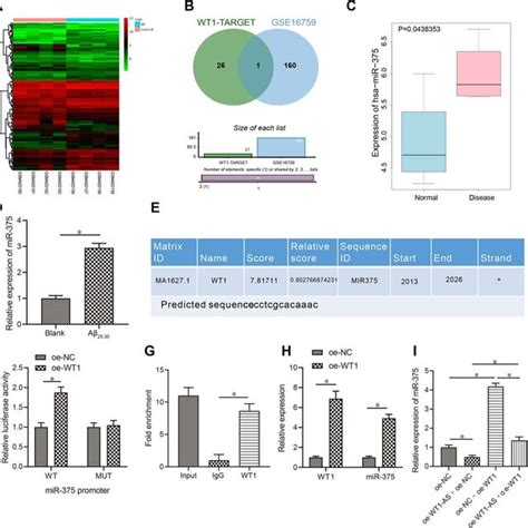 Lncrna Wt As Inhibited Mir Expression By Regulating The