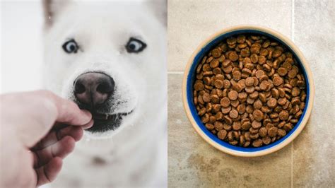 De qué están hechas las croquetas para perro Esto debes saber antes