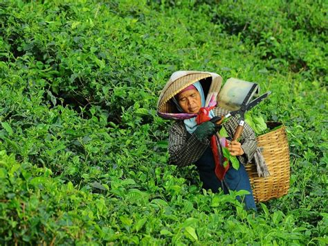 Mengenal Perbedaan 4 Macam Jenis Teh Di Indonesia – PT Perkebunan Nusantara XII