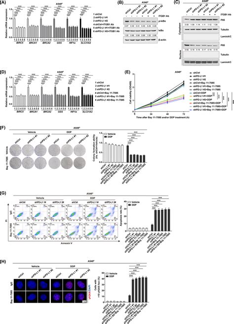 Pdl Confers Chemoresistance By Triggering The Itgb Nf B Signaling