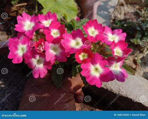 Pink Verbena Flower Plant In Grow Terrace Gardening In Kanpur Stock