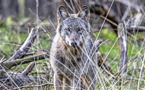 Dit Moet Je Doen Als Je Oog In Oog Komt Te Staan Met Een Wolf Dagblad Van Het Noorden