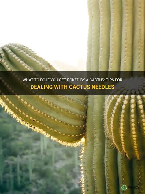 What To Do If You Get Poked By A Cactus Tips For Dealing With Cactus Needles Shuncy