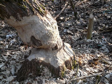 Banco De Imagens árvore Floresta Rocha Região Selvagem Madeira