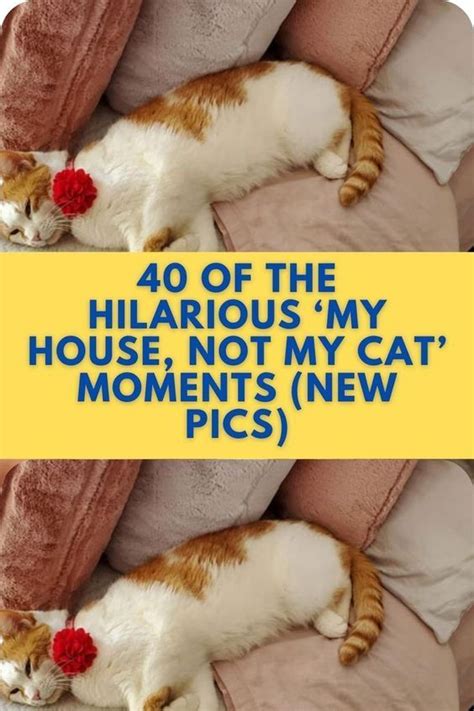 14 Of The Most Hilarious Cat Memes Featuring Super Silly And Hilarious