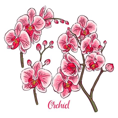 Conjunto De Hermosas Orqu Deas Rosadas De Colores Ilustraci N Dibujada