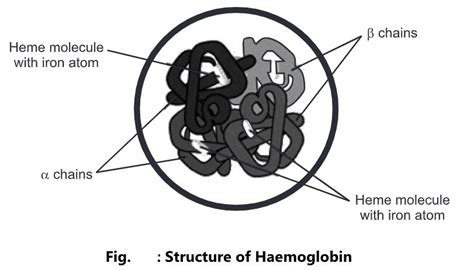 Red Blood Cells: Structure, Function and Life Cycle - Biology Ease